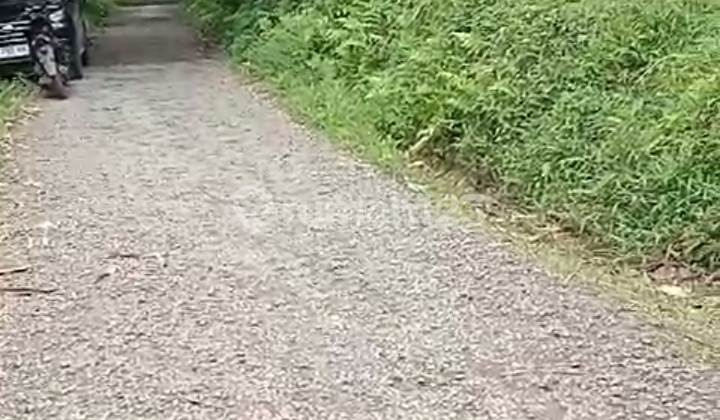 Tanah Untuk Berkebun Dan Juga Usaha Ternak