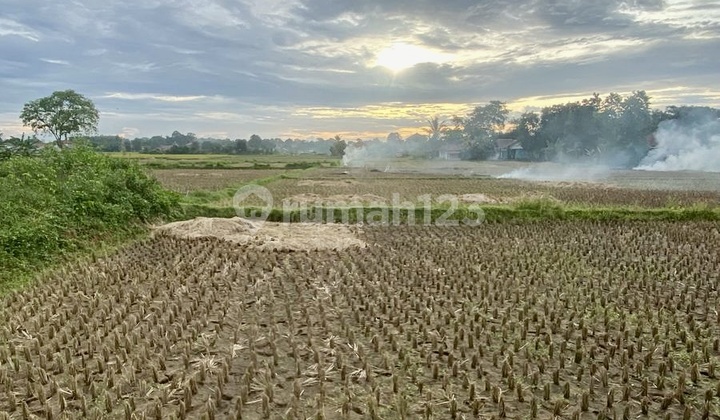 Dijual Tanah Padat Sawah di Legok Lokasi Strategis