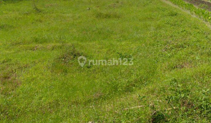 Tanah Murah dekat Bandara Jogjakarta 1