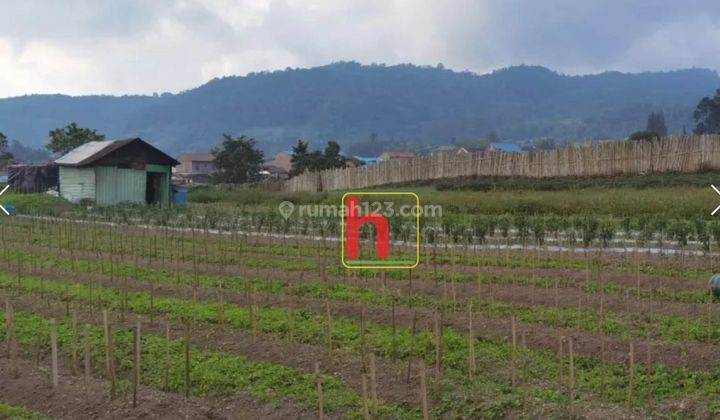 Tanah Luas Cocok Untuk Usaha, Perkebunan, Lokasi karo, Kabanjahe, Sumatera Utara 1