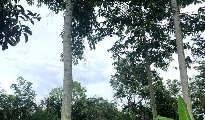 Perkebunan Di Tanggeung Cianjur Ada Villa,Sungai Dan Goa Walet
 7