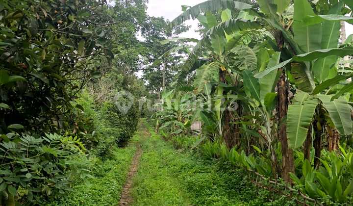 Perkebunan Di Tanggeung Cianjur Ada Villa,Sungai Dan Goa Walet
 10