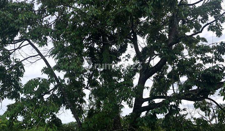 Perkebunan Di Tanggeung Cianjur Ada Villa,Sungai Dan Goa Walet
 9