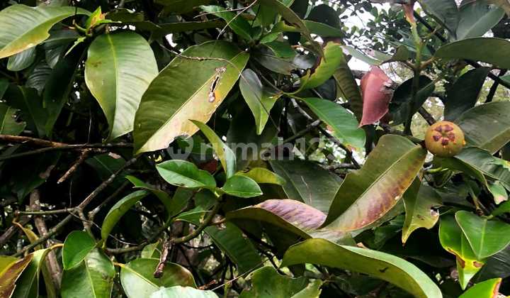 Perkebunan Di Tanggeung Cianjur Ada Villa,Sungai Dan Goa Walet
 11