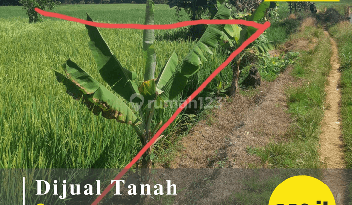 Jual Tanah Sawah di Cikasarung Majalengka 1