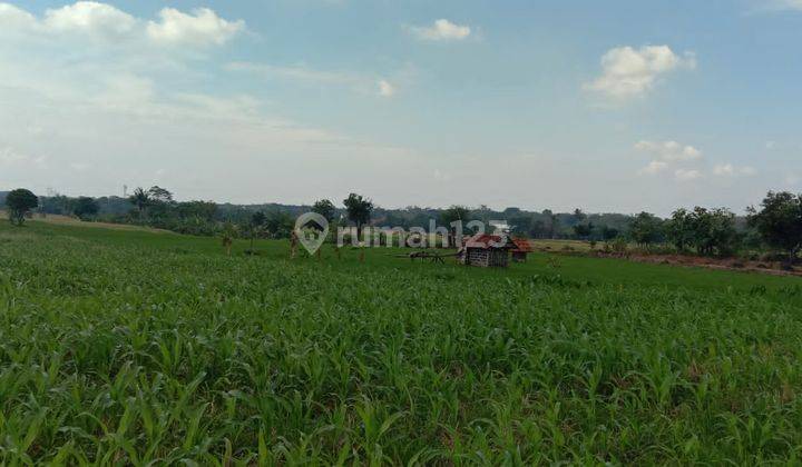 Dijual Tanah Sawah di Cigasong, Majalengka Kota  2
