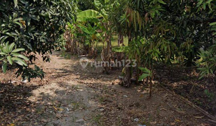 Dijual Tanah Kavling Kebun Mangga di Panyingkiran, Majalengka 2