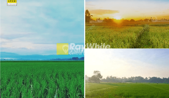 Jual Tanah Sawah Produktif SHM di Ujung Jaya, Sumedang 1