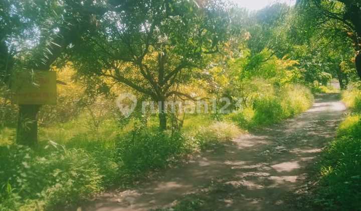 For Sale Mango Orchard in Pasirmuncang, Majalengka For Sale Mango Orchard in Pasirmuncang, Majalengka