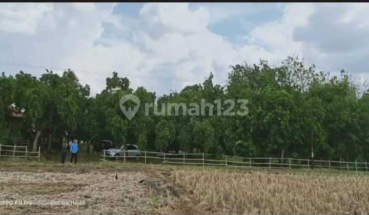 Jual Kebun Mangga 2 Hektar Cocok Dibangun Perumahan Di Kertajati, Majalengka