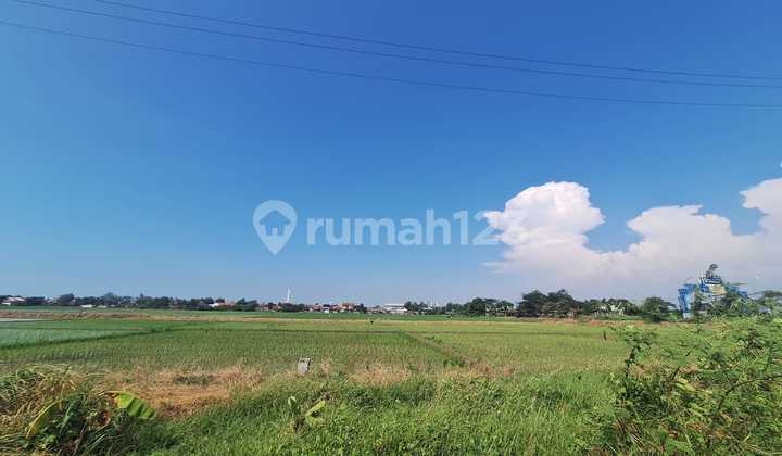 Sell 8 Hectares of Land in Pemalang, Central Java