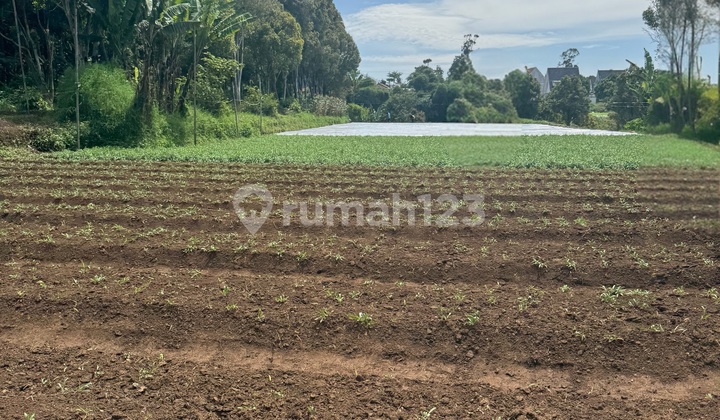 Tanah Luas untuk Perkebunan Perumahan di Maharini Ciwaruga Tanah Luas untuk Perkebunan Perumahan di Maharini Ciwaruga