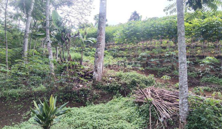 Tanah strategis Dikawasan Cianjur Selatan. 1