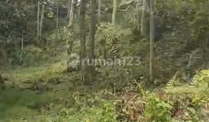 Kebun Durian Murah Dekat Kantor Kab Bogor Timur Kebun Durian Murah Dekat Kantor Kab Bogor Timur