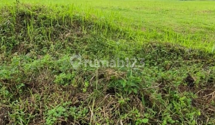 Dijual Murah Kavling Siap Bangun di Cluster Premium di Citra Raya Tangerang Dijual Murah Kavling Siap Bangun di Cluster Premium di Citra Raya Tangerang