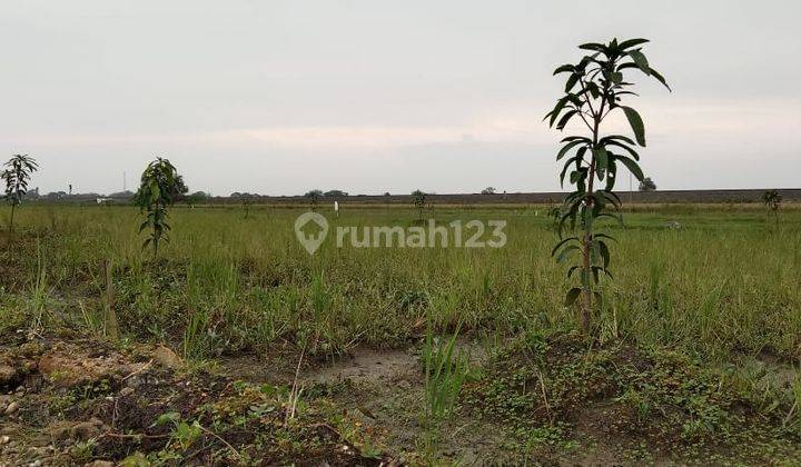 Tanah murah SHM Jungjang Arjawinangun Cirebon 6