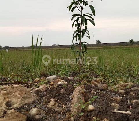 Tanah murah SHM Jungjang Arjawinangun Cirebon 7