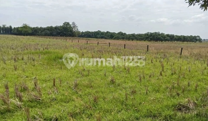 Kavling Industri Subang Pinggir Jalan Raya Cibogo Samping Pabrik Byd Mobil Cina Luas Tanah 300 Halokasi Pinggir Jalan Raya Samping Tol Cikampek Harga 500rb/m² Nego Surat Shm Kavling Industri Subang Pinggir Jalan Raya Cibogo Samping Pabrik Byd Mobil Cina Luas Tanah 300 Halokasi Pinggir Jalan Raya Samping Tol Cikampek Harga 500rb/m² Nego Surat Shm