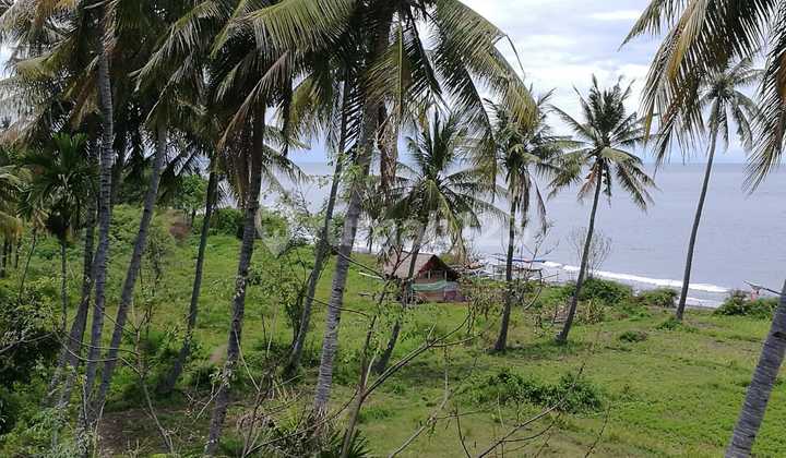 Murah Tanah Di Lombok Dekat Dg Pantai Cocok Utk Villa Atau Wisata