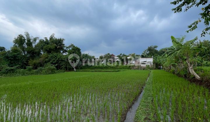 Tanah Persawahan Dijual Cepat di Purwodadi Pasuruan