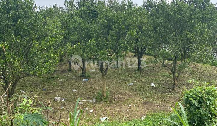 Kebun Jeruk Poros Nol Jalan Dekat Wisata Petik Jeruk &bedengan 