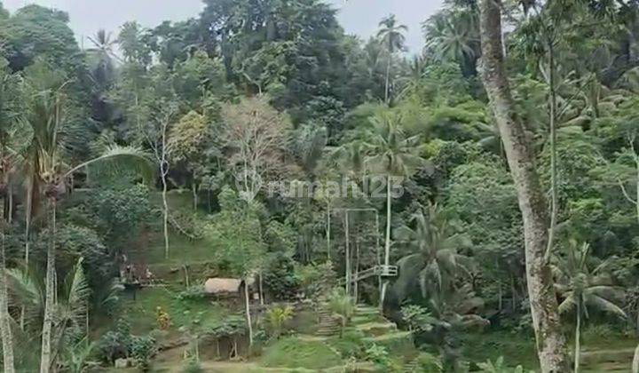 For sale fertile garden land for cocoa durian near Jatiluwih Tabanan 1