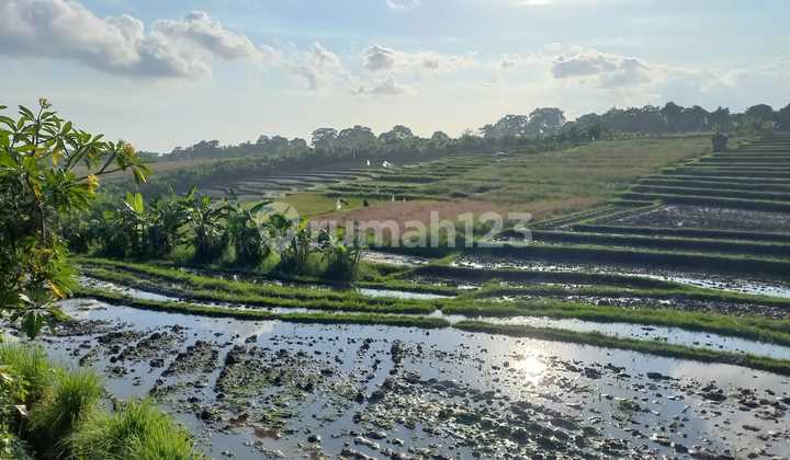Commercial Land with Rice Field View in Tiyingtutul, Bali