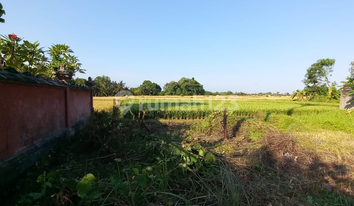 Tanah View Sawah Di Kedungu Beraban Bali Tanah