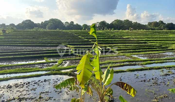 Commercial Land with Rice Field View in Tiyingtutul, Bali