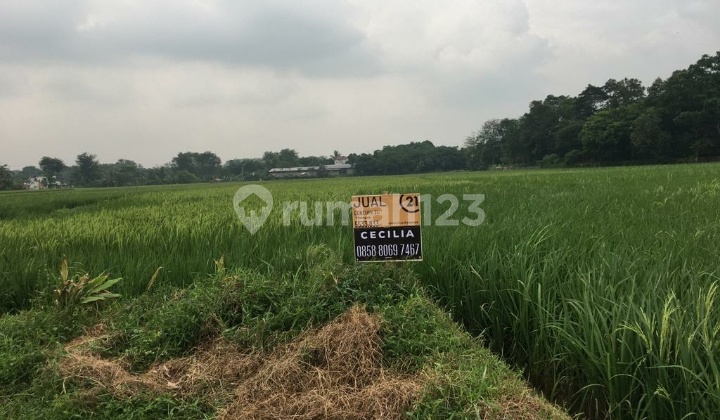 Dijual tanah sawah Palasari Legok Tangerang Dijual tanah sawah Palasari Legok Tangerang