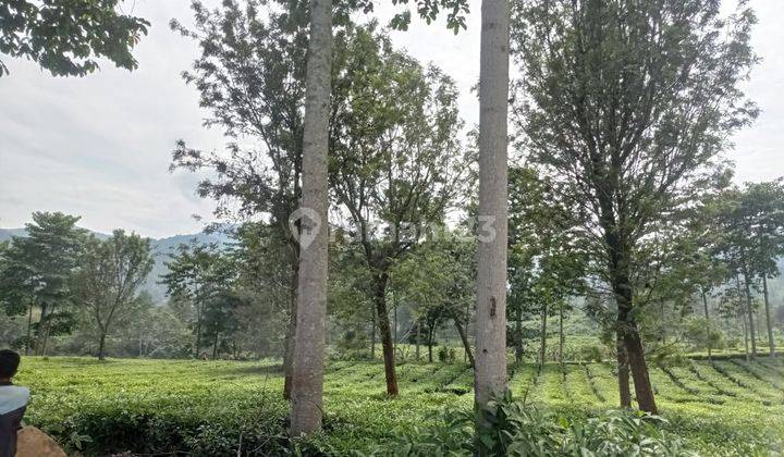 Tanah Dijual di Tugu Selatan Puncak Luas 1.2 Ha View Gunung 2