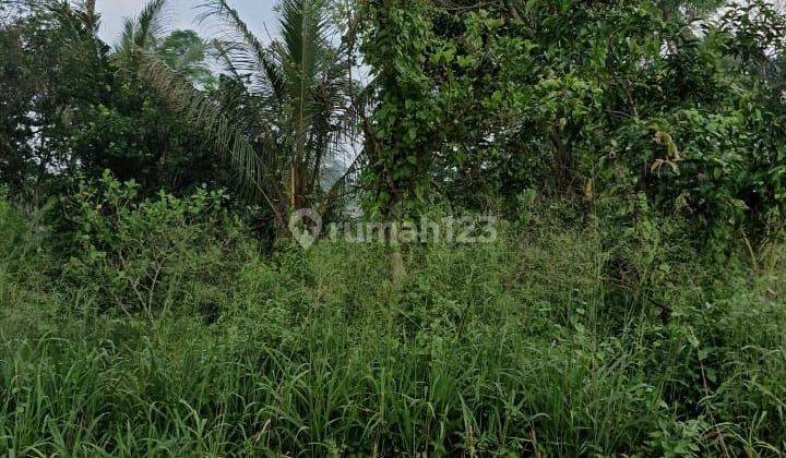 Dijual Tanah Luas 1.500m²!! Di Padurenan, Gunung Sindur 1