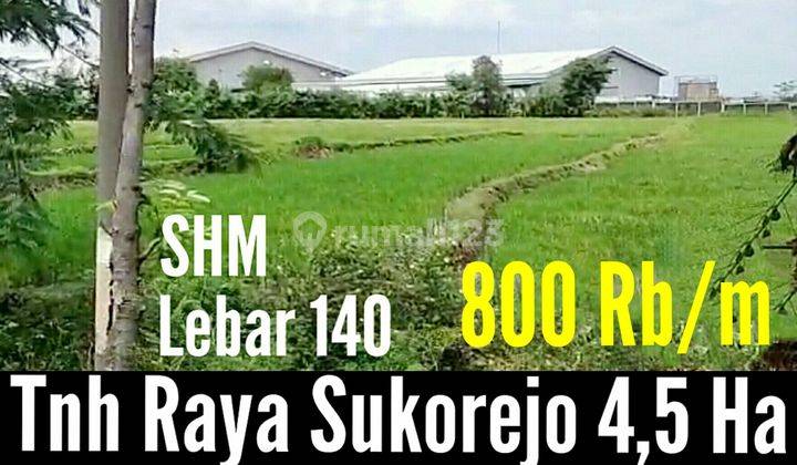 Tanah di Sukorejo 1