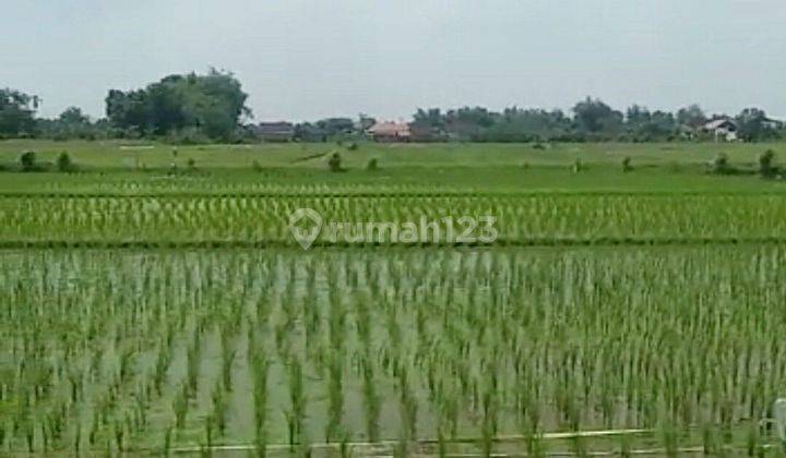 Tanah Mojokerto Pungging  1