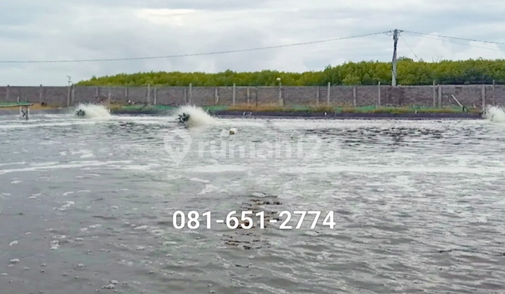 Tambak Udang di Situbondo