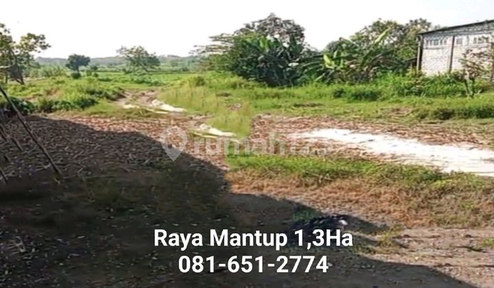 Tanah Di Raya Mantup Lamongan