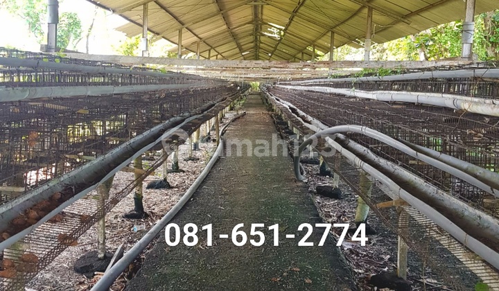 Tanah Kandang Ayam di Bangkalan Madura