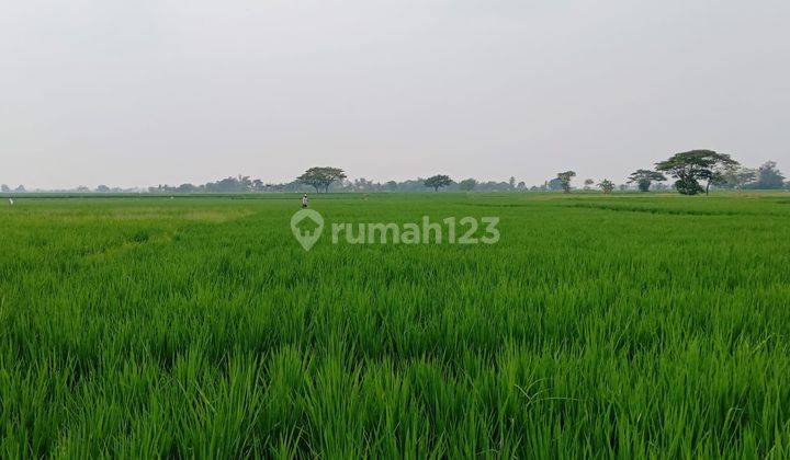 Dijual Sawah Di Pontang, Serang Banten Luas 4238m2 1