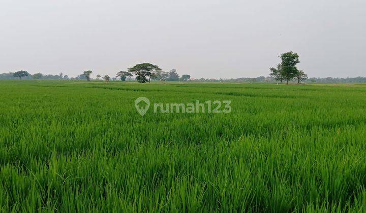 Dijual Sawah Di Pontang, Serang Banten Luas 4238m2 2