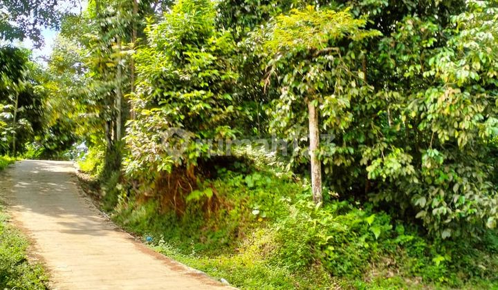 TANAH LUAS DI DESA NEGLASARI TASIKMALAYA SIAP PAKAI LOKASI BAGUS