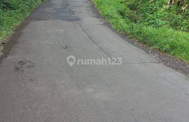 Sawah sebelah Vila dan Kantor Desa Ciburayut Cigombong Bogor 2