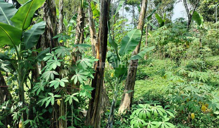 Tanah Kebun Unt Vila, Resort Ds Cilobak Tamansari Ciapus Kab Bogor 2