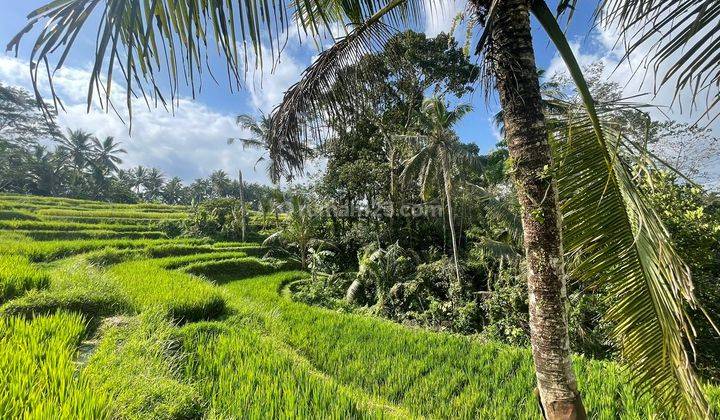 Enchanting Freehold Land Amidst Greenery In Kenderan, Ubud 1