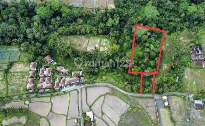 Leasehold Serenity, 30 Are Land In Kenderan, Ubud 1