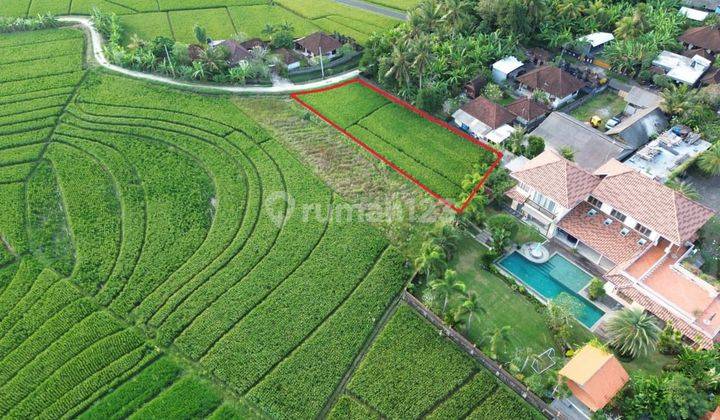 Scenic Rice Field View Land In Tibubiyu, Pasut, Tabanan, Bali 1