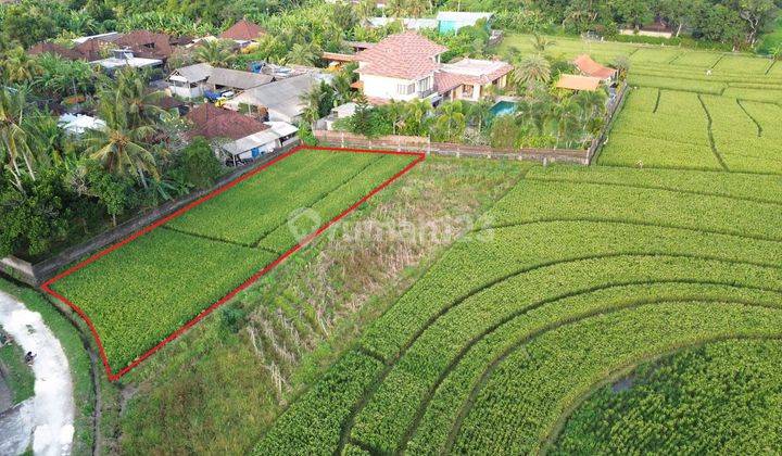 Scenic Rice Field View Land In Tibubiyu, Pasut, Tabanan, Bali 2