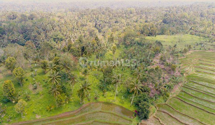 Expansive 5 Hectare Land In Wanagiri, Selemadeg Tabanan 2