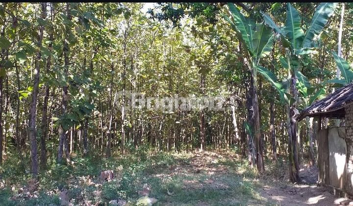 KEBUN 480 POHON JATI KEBUN 480 POHON JATI