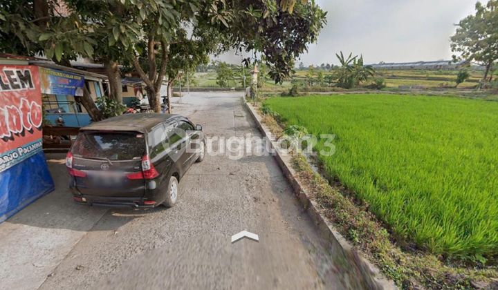 SAWAH KLATEN LUMBUNG PADI