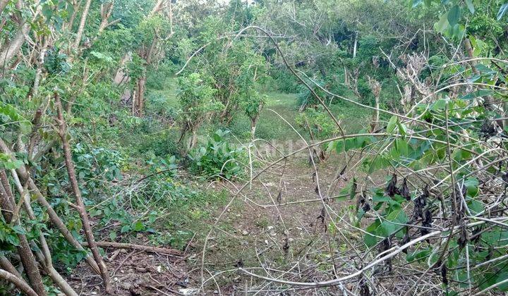 Tanah Disewa area Pecatu Quiet Area di Jalan Uluwatu 2500m² SHM 5